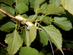 Diploderma polygonatum xanthostomum
