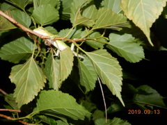 Diploderma polygonatum xanthostomum