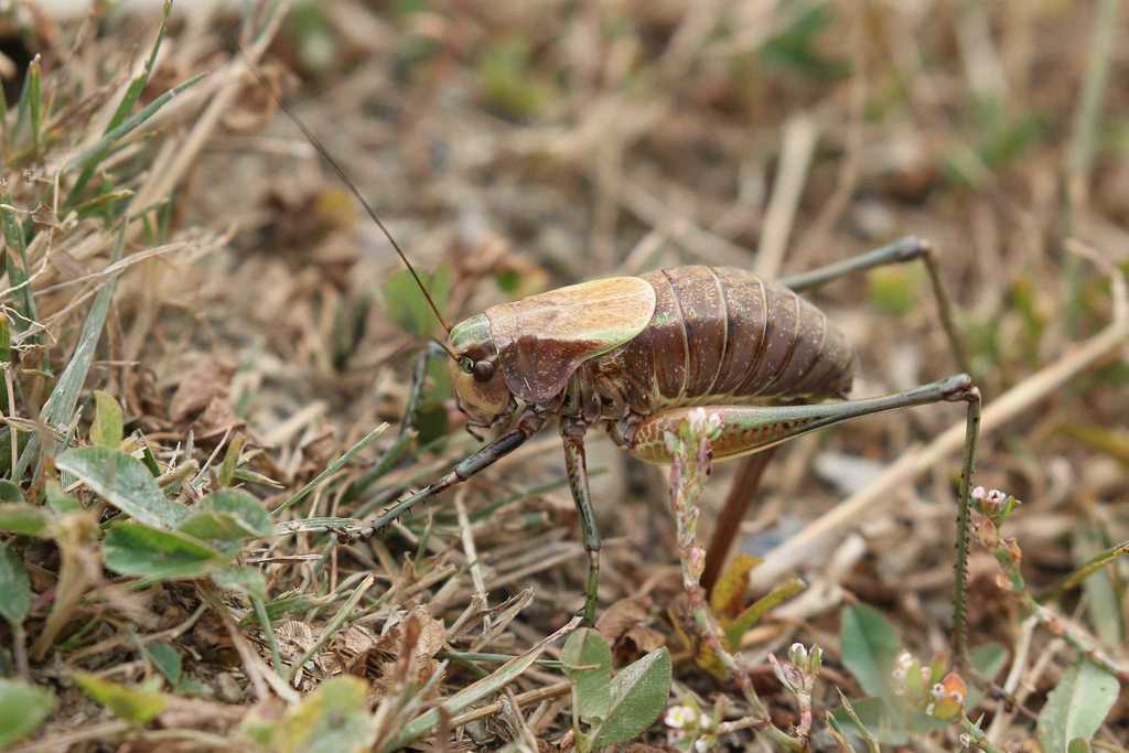 Psorodonotus specularis