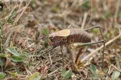 Psorodonotus specularis