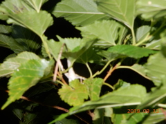 Diploderma polygonatum xanthostomum