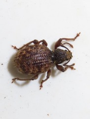 Otiorhynchus crataegi