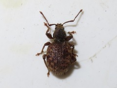 Otiorhynchus crataegi