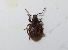 Otiorhynchus crataegi