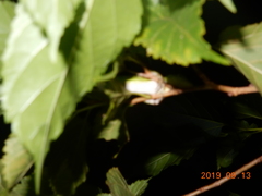 Diploderma polygonatum xanthostomum