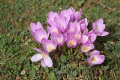 Colchicum speciosum