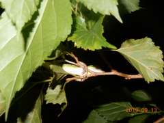 Diploderma polygonatum xanthostomum