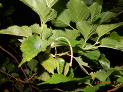 Diploderma polygonatum xanthostomum