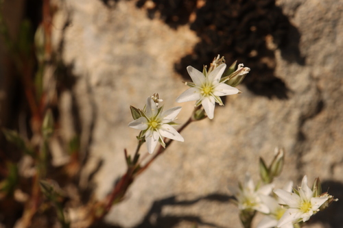 Minuartia rostrata, photograph 6