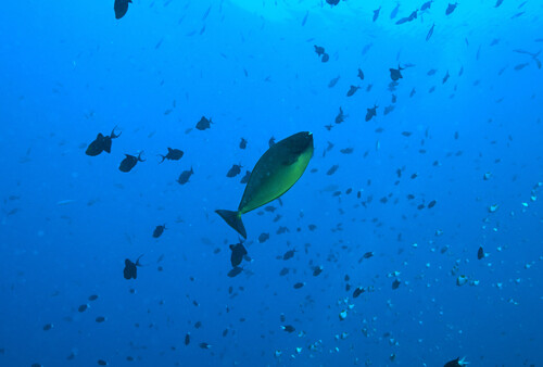 Naso hexacanthus