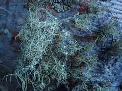 Usnea ciliifera
