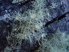 Usnea ciliifera