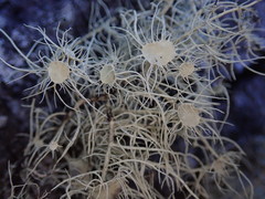 Usnea ciliifera