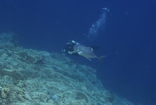 Caranx ignobilis