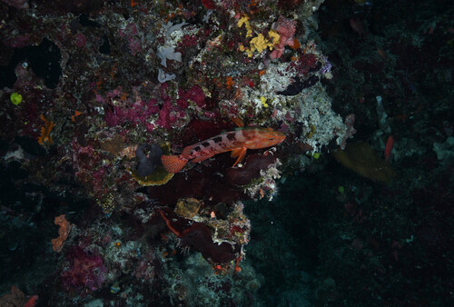 Cephalopholis sexmaculata
