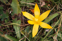 Crocus scharojanii
