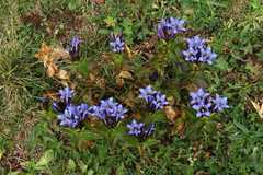 Gentiana septemfida