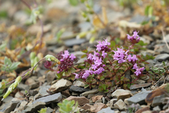 Thymus nummularius