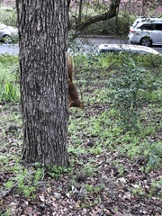 Sciurus niger limitis