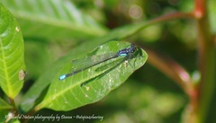 Ischnura cervula