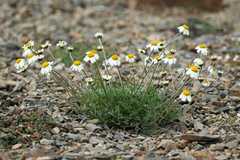 Anthemis cretica iberica