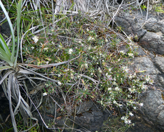 Leucopogon xerampelinus