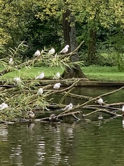 Chroicocephalus ridibundus