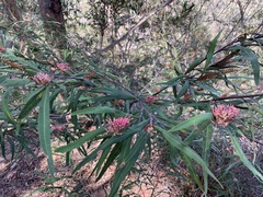 Grevillea longifolia