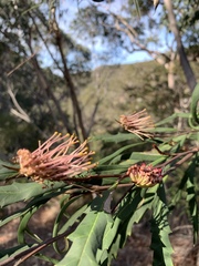 Grevillea longifolia