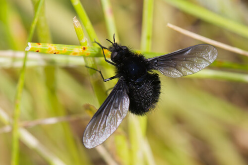 Bombylius fuscus
