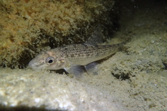 Gobio occitaniae