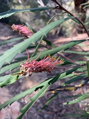 Grevillea longifolia