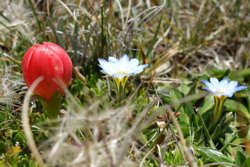Gentianella rupicola, photograph 4