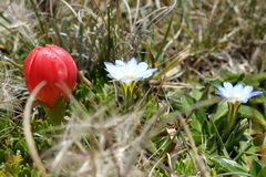 Gentianella rupicola