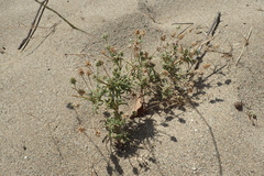 Plantago arenaria