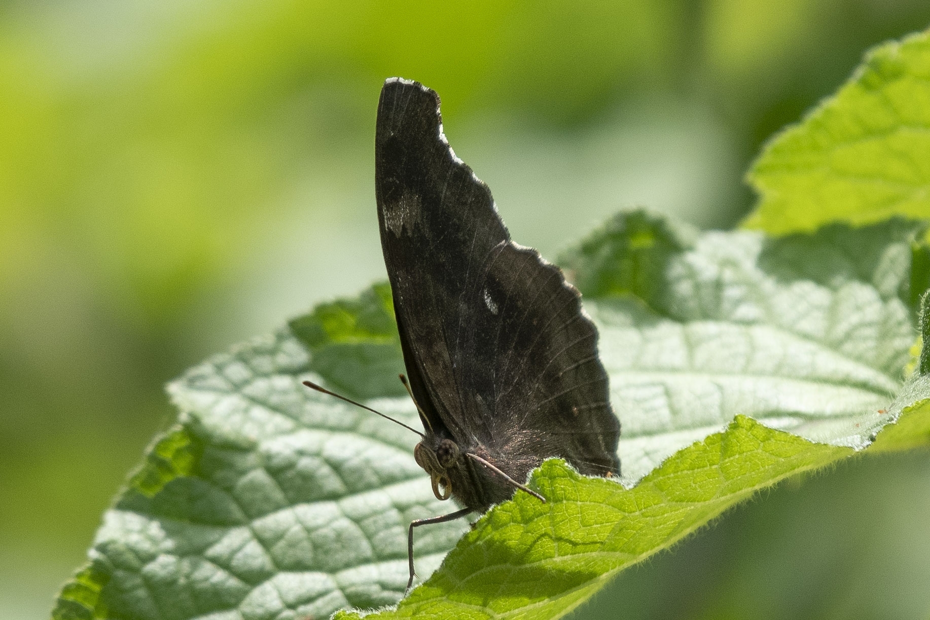 Chocolate Pansy