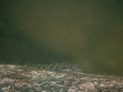 Rhinogobius similis
