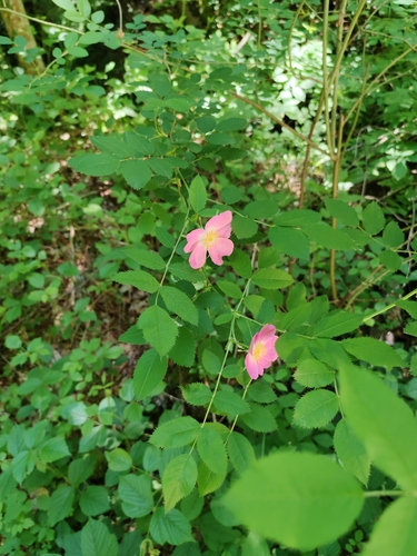 Large-leaved Rose (Rosa marginata)