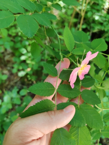Rosa marginata, photograph 3