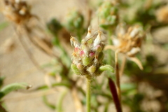 Plantago arenaria