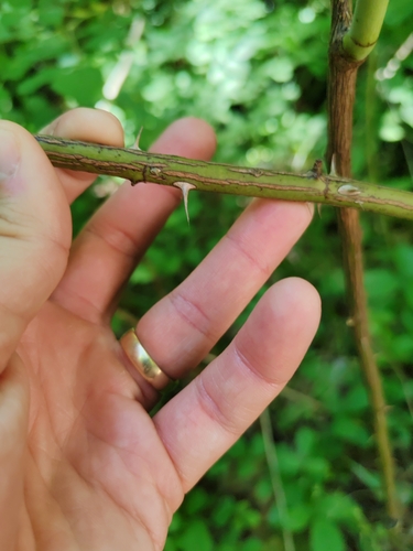 Rosa marginata, photograph 4