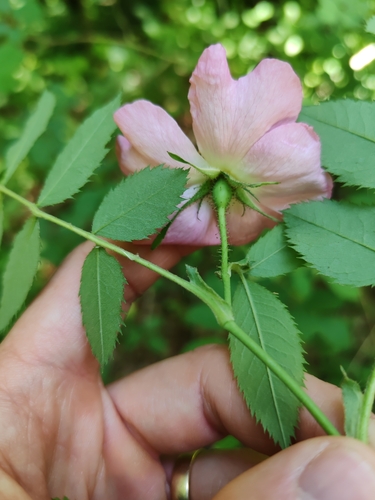 Rosa marginata, photograph 5