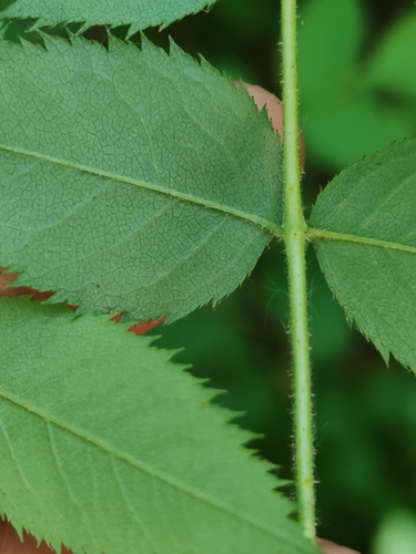 Rosa marginata, photograph 6