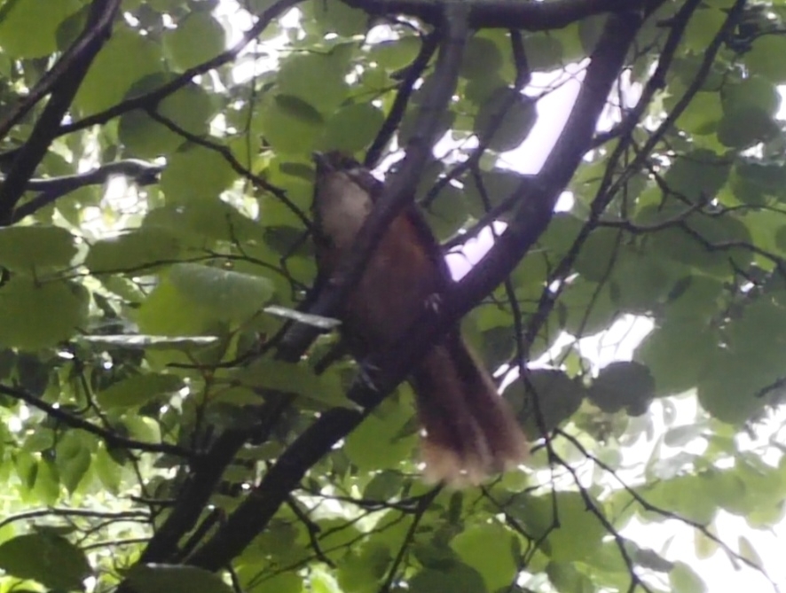 Greater Necklaced Laughingthrush