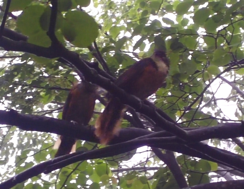 Greater Necklaced Laughingthrush
