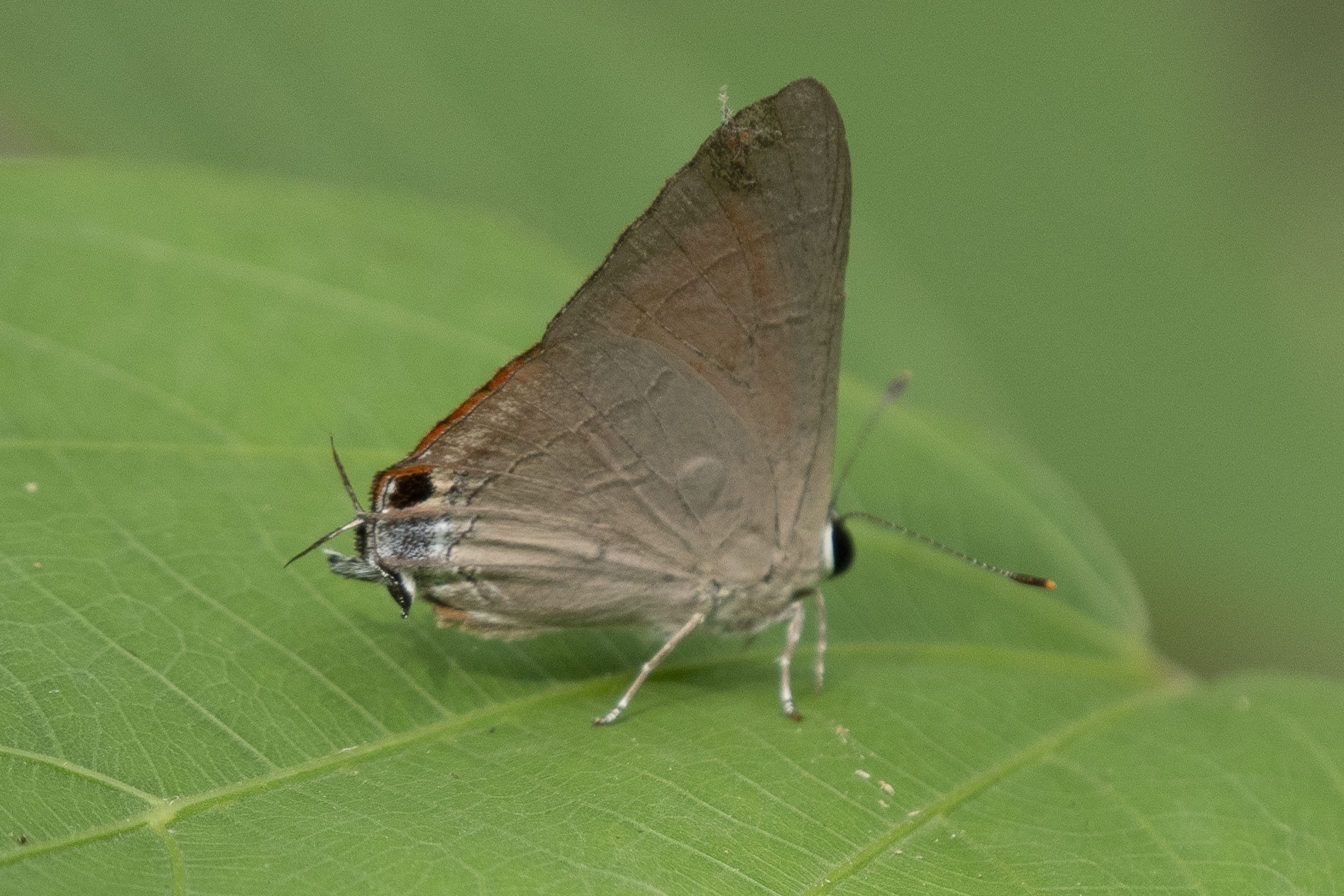 Common Red Flash