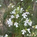 Westringia longifolia - Photo (c) Guy Taseski, alguns direitos reservados (CC BY), uploaded by Guy Taseski