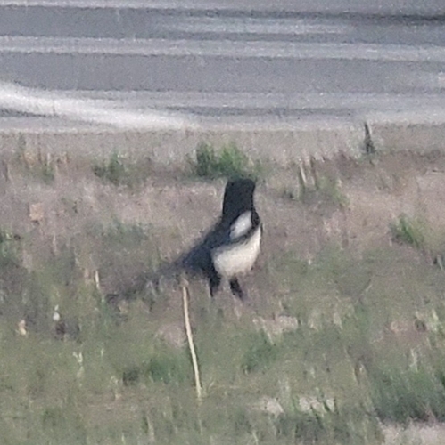 Oriental Magpie