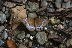 Adoliadini