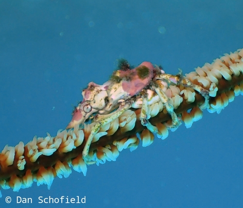 Wire Coral Crab (Xenocarcinus tuberculatus)